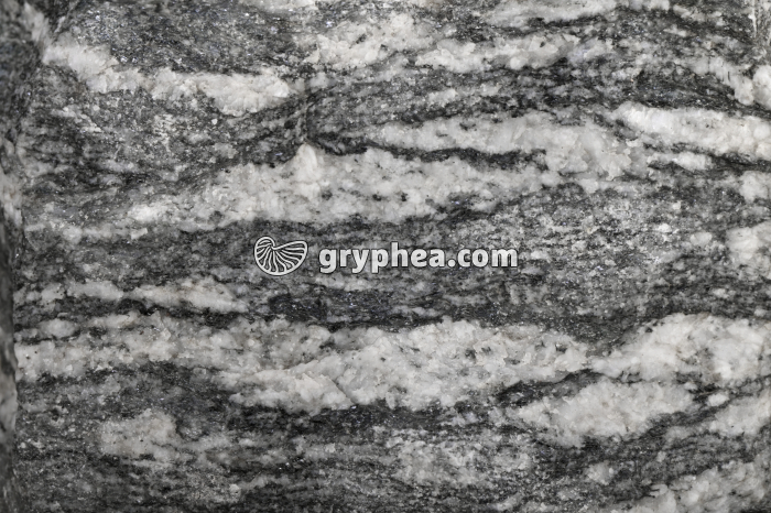 Gneiss - détail - gryphea.com